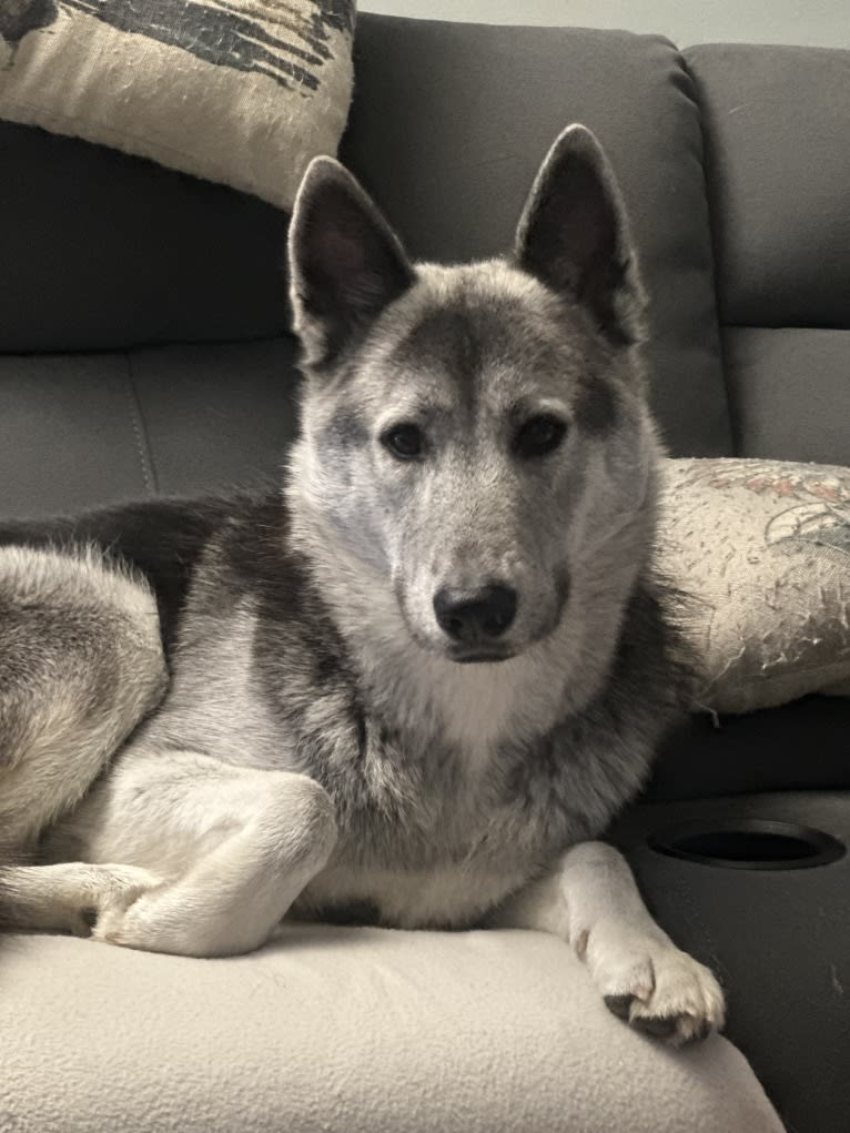 Cinder, a German Shepherd Dog and Siberian Husky mix tested with EmbarkVet.com