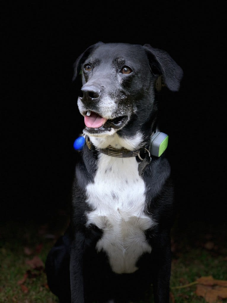 Jack Daniel, a Labrador Retriever and Cocker Spaniel mix tested with EmbarkVet.com