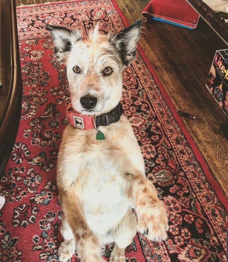 Karl, an Australian Cattle Dog and Border Collie mix tested with EmbarkVet.com