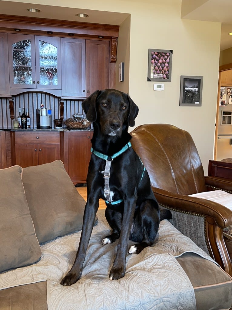 Ollie Milazzo, an American Foxhound and German Shorthaired Pointer mix tested with EmbarkVet.com