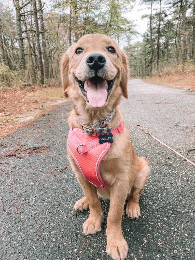 Marley, a Golden Retriever tested with EmbarkVet.com