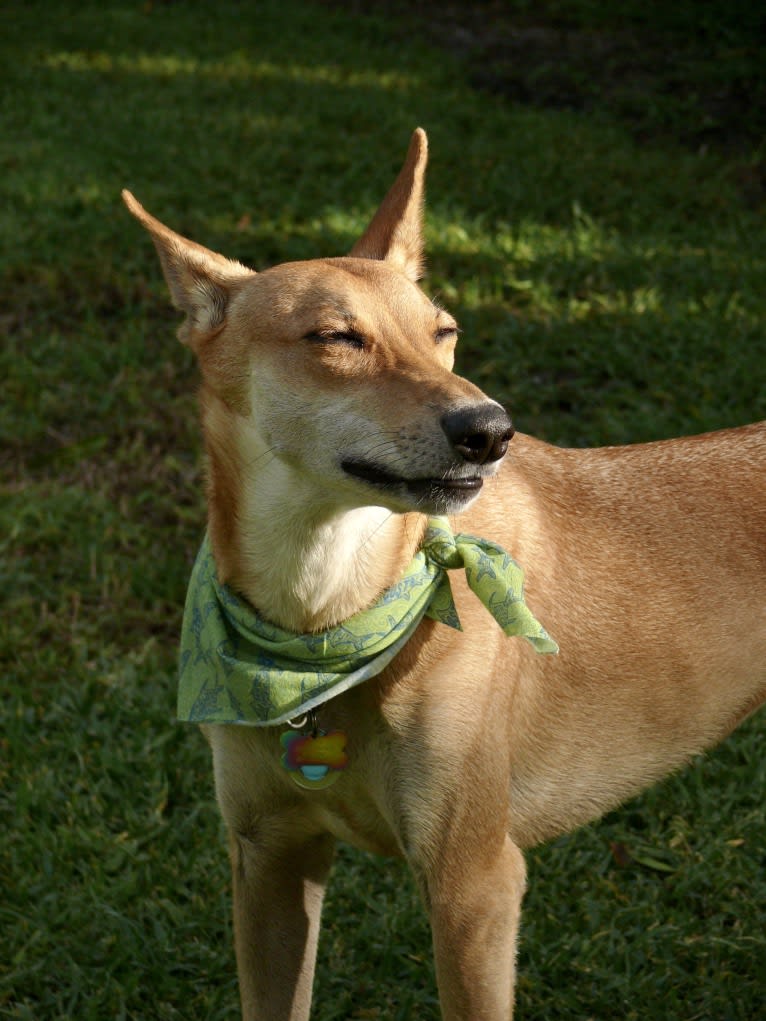 Banbury Cross Mochi, a Carolina Dog tested with EmbarkVet.com