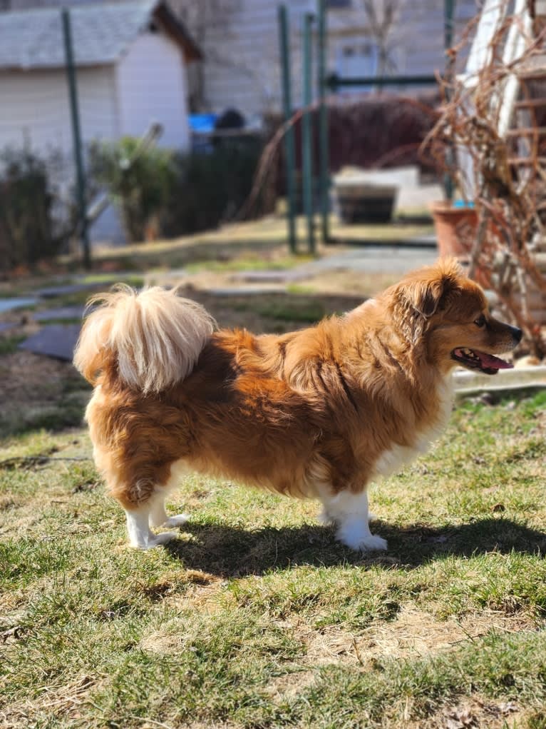 Choo Choo, a Chihuahua and Shih Tzu mix tested with EmbarkVet.com