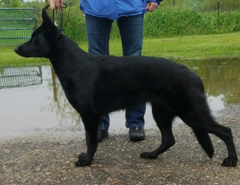 Amika, a German Shepherd Dog tested with EmbarkVet.com