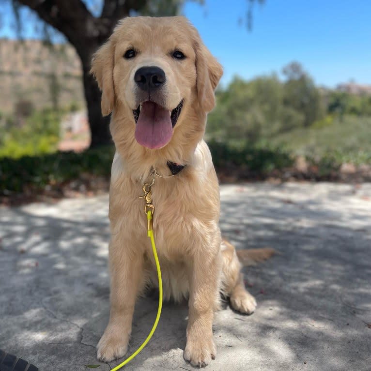 Selene, a Golden Retriever tested with EmbarkVet.com