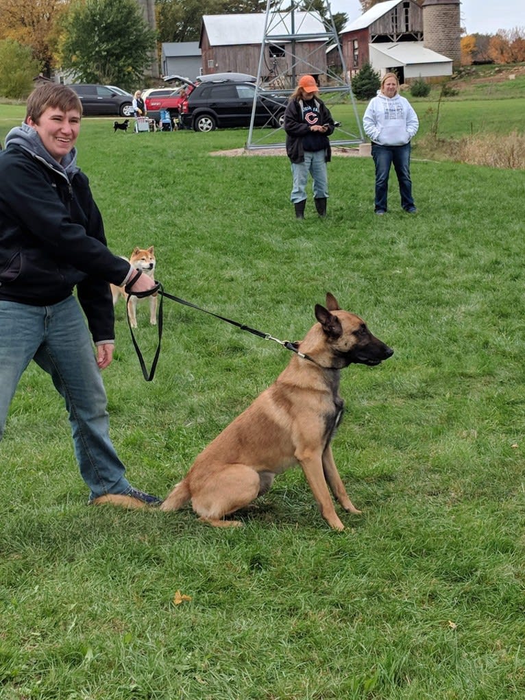 Luka, a Belgian Shepherd tested with EmbarkVet.com