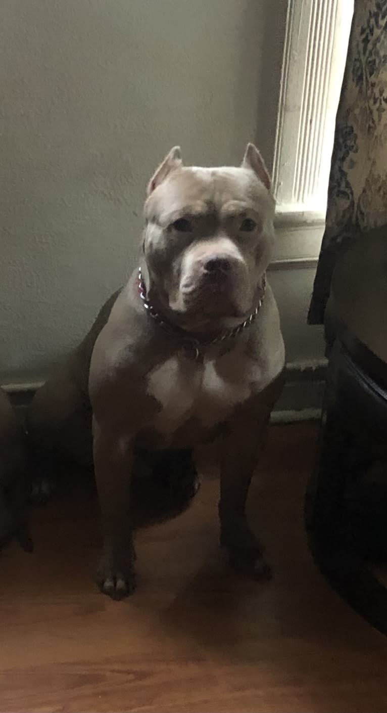 Giannis, an American Bully tested with EmbarkVet.com