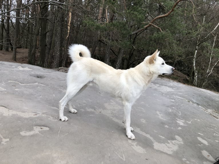 Calaf Storytelling, a Canaan Dog tested with EmbarkVet.com