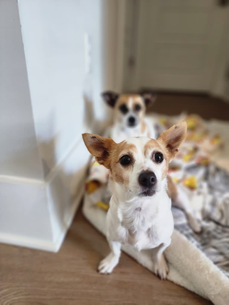 Daisy, a Chihuahua and Rat Terrier mix tested with EmbarkVet.com