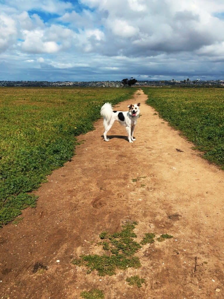 Cali, a Southeast Asian Village Dog tested with EmbarkVet.com