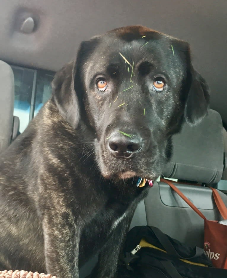 Ula, a Labrador Retriever and Saint Bernard mix tested with EmbarkVet.com