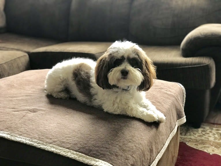 Tully, a Poodle (Small) and Shih Tzu mix tested with EmbarkVet.com