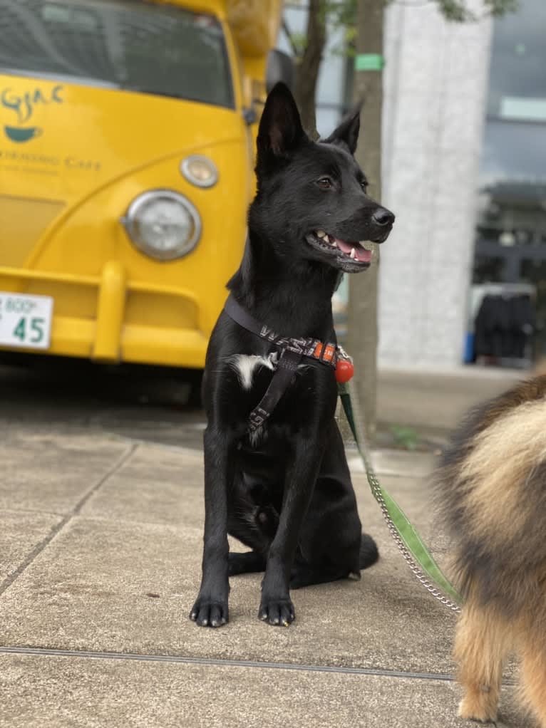 GORO, a Japanese or Korean Village Dog and Shiba Inu mix tested with EmbarkVet.com