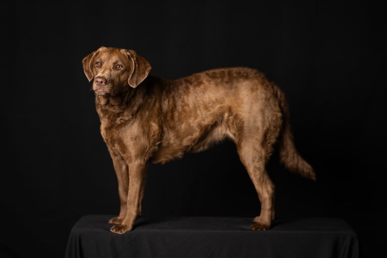Kola, a Chesapeake Bay Retriever tested with EmbarkVet.com
