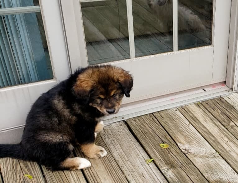 Athena, an Alaskan Malamute and Bernese Mountain Dog mix tested with EmbarkVet.com