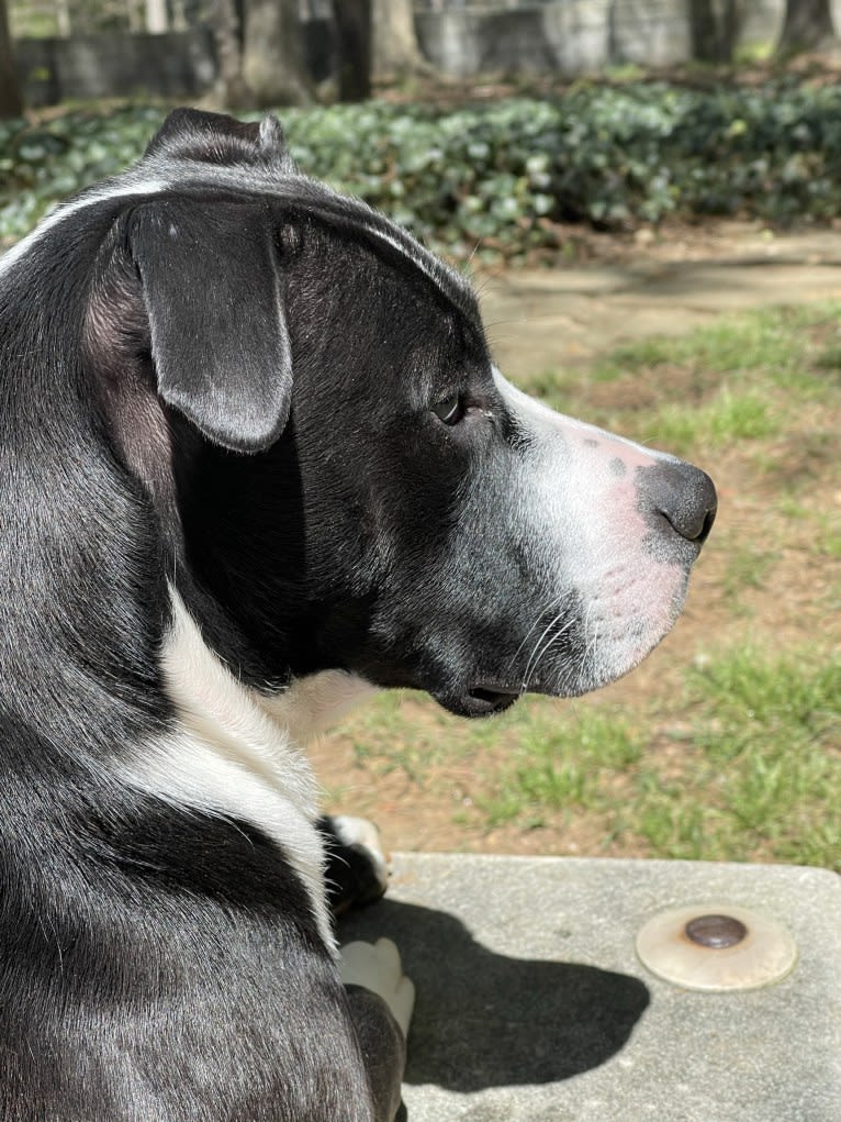 Chance, an American Pit Bull Terrier and Boxer mix tested with EmbarkVet.com