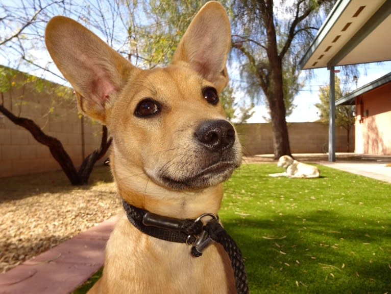 Bean, a Chow Chow and Chihuahua mix tested with EmbarkVet.com