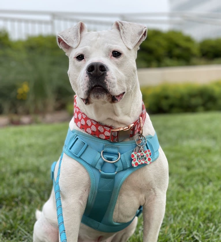Fetty, an American Pit Bull Terrier and American Staffordshire Terrier mix tested with EmbarkVet.com