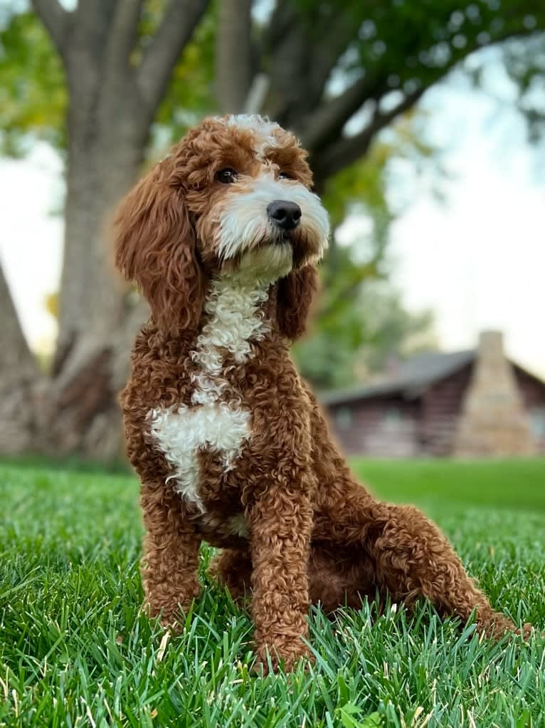 Beau, a Goldendoodle tested with EmbarkVet.com