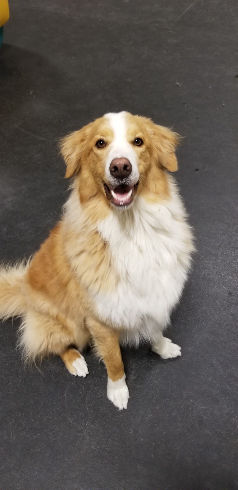 Kinley, a Bernese Mountain Dog and German Shepherd Dog mix tested with EmbarkVet.com