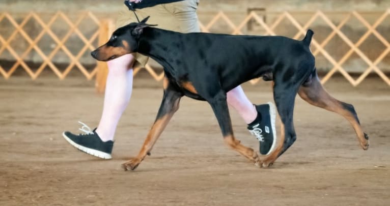 Fate, a Doberman Pinscher tested with EmbarkVet.com