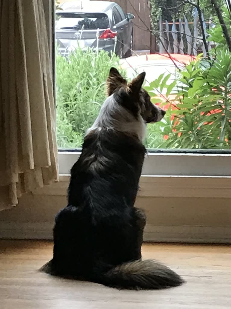 Cora, an Australian Cattle Dog and Australian Shepherd mix tested with EmbarkVet.com