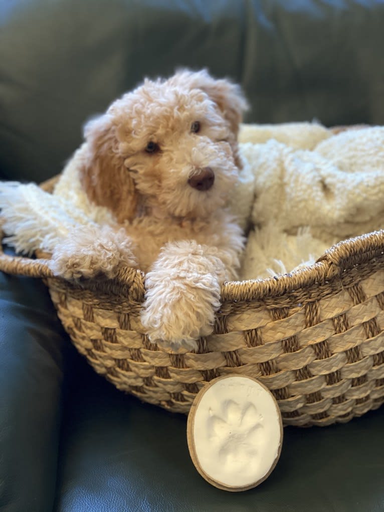 Sunny, an Aussiedoodle tested with EmbarkVet.com