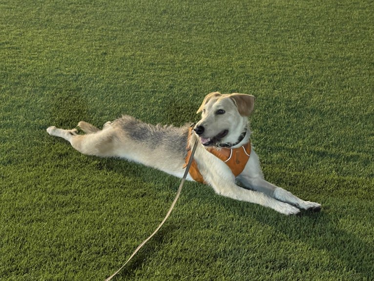 Ozzie, a West Asian Village Dog tested with EmbarkVet.com