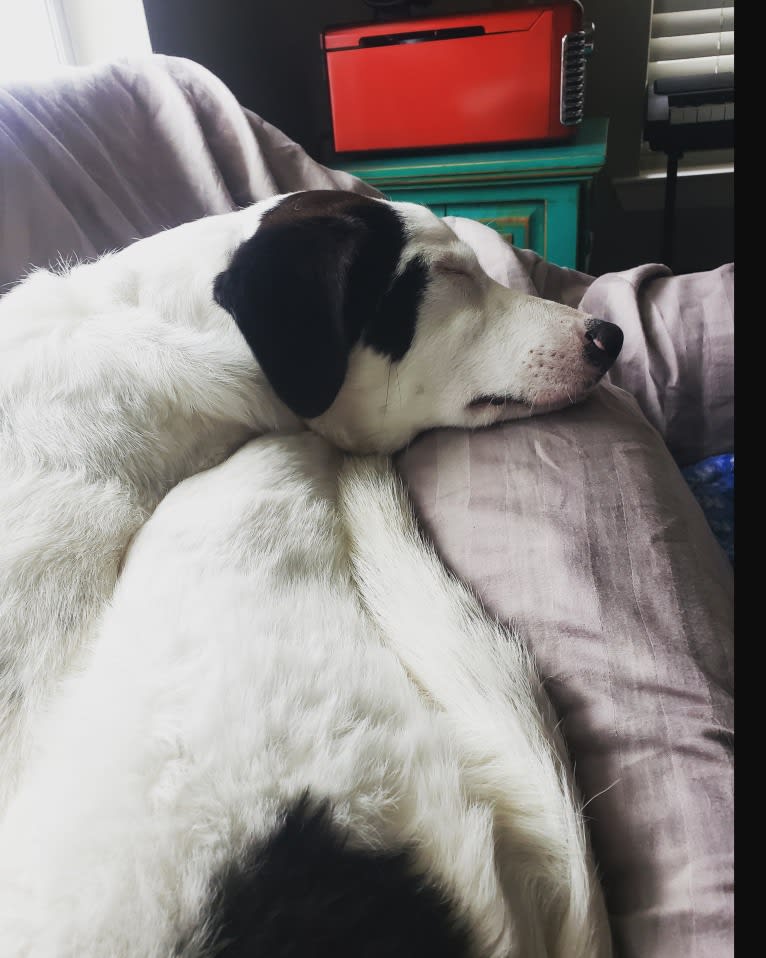 Pearl, a Great Pyrenees and Labrador Retriever mix tested with EmbarkVet.com