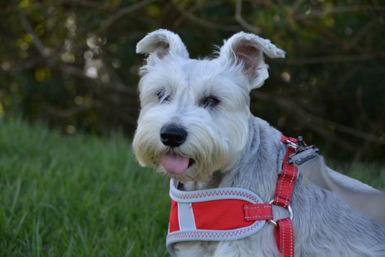 SPARTA, a Miniature Schnauzer tested with EmbarkVet.com