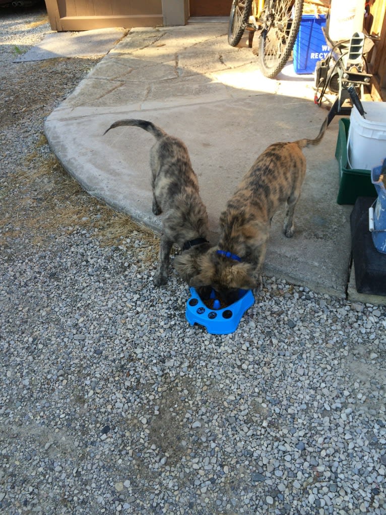 Reemie, a Bouvier des Flandres and German Shepherd Dog mix tested with EmbarkVet.com