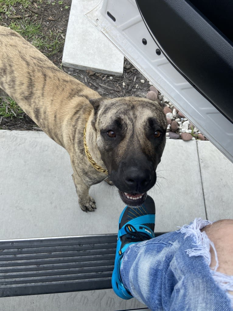 Capoñe, a Perro de Presa Canario tested with EmbarkVet.com