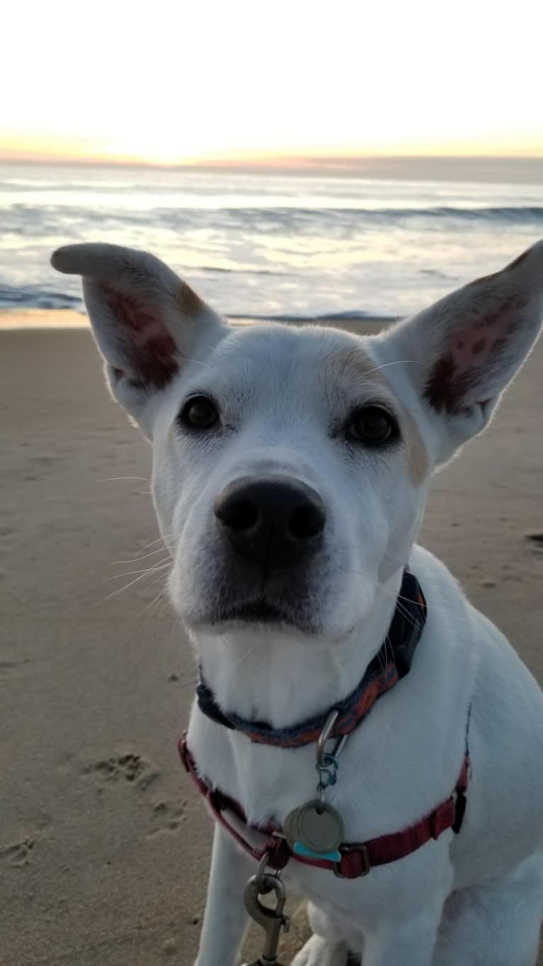 Olivia, a Labrador Retriever and Staffordshire Terrier mix tested with EmbarkVet.com