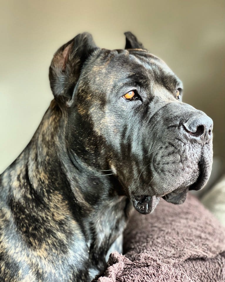 Riggs, a Boerboel and Neapolitan Mastiff mix tested with EmbarkVet.com