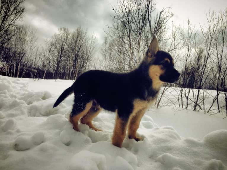 Grizzly, a German Shepherd Dog and Rottweiler mix tested with EmbarkVet.com