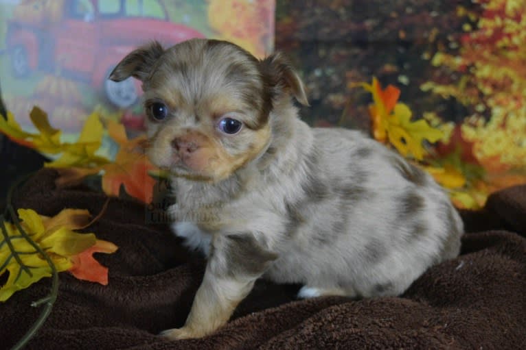 Figg, a Chihuahua tested with EmbarkVet.com