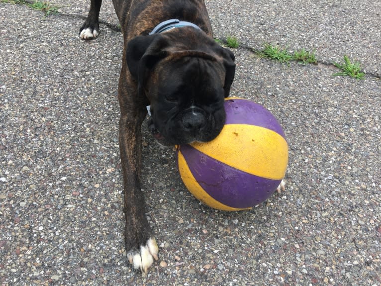 Murray, a Boxer tested with EmbarkVet.com