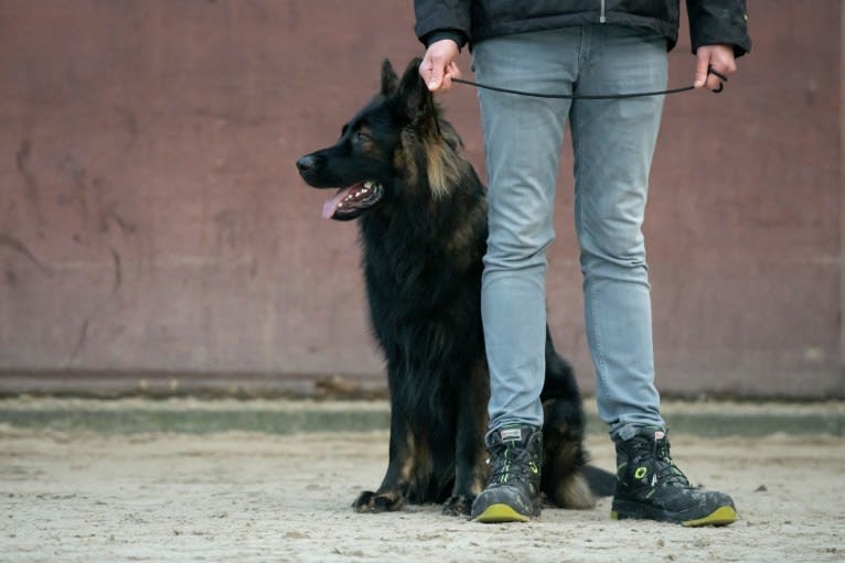 Sepp-Lex van Dorpzicht, a German Shepherd Dog tested with EmbarkVet.com