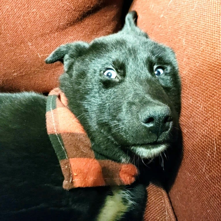 Loki, a Siberian Husky and American Pit Bull Terrier mix tested with EmbarkVet.com