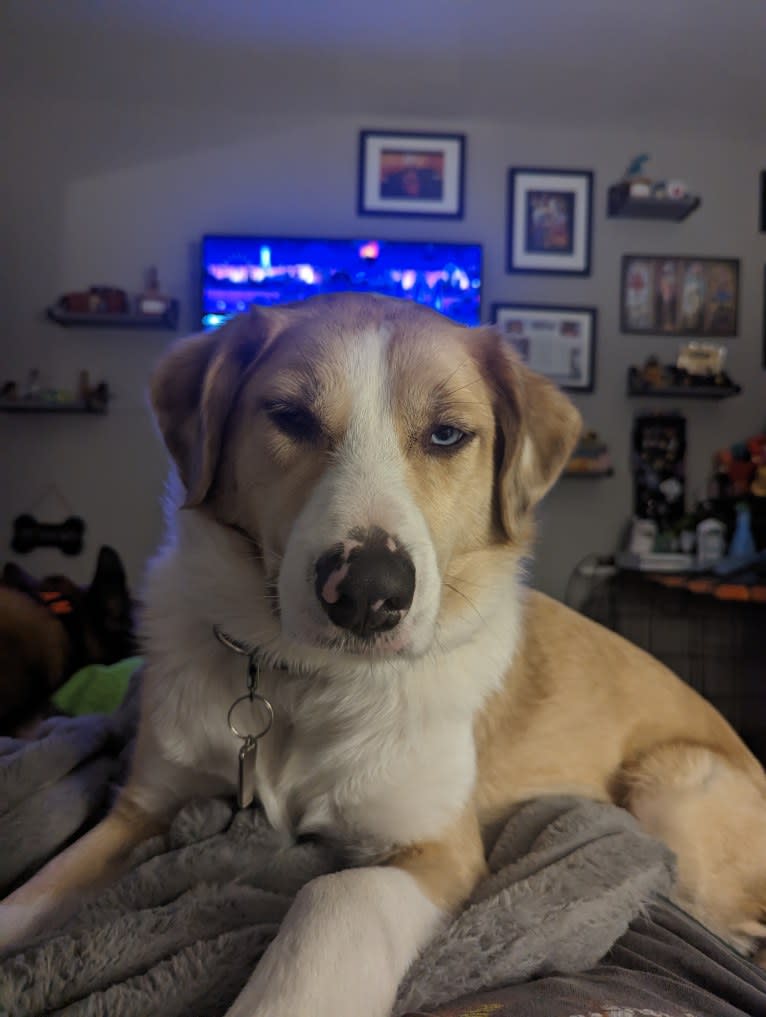 Archie, an Australian Shepherd and Jindo mix tested with EmbarkVet.com