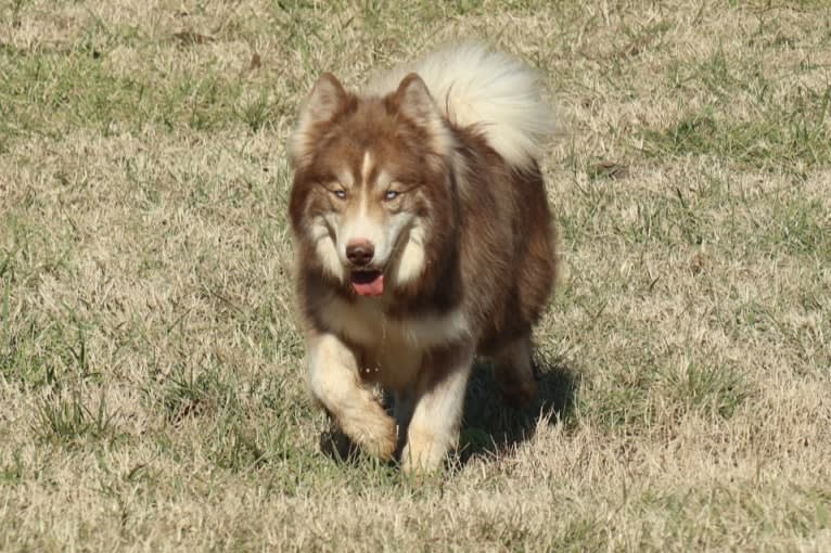 Sokka, a Siberian Husky tested with EmbarkVet.com