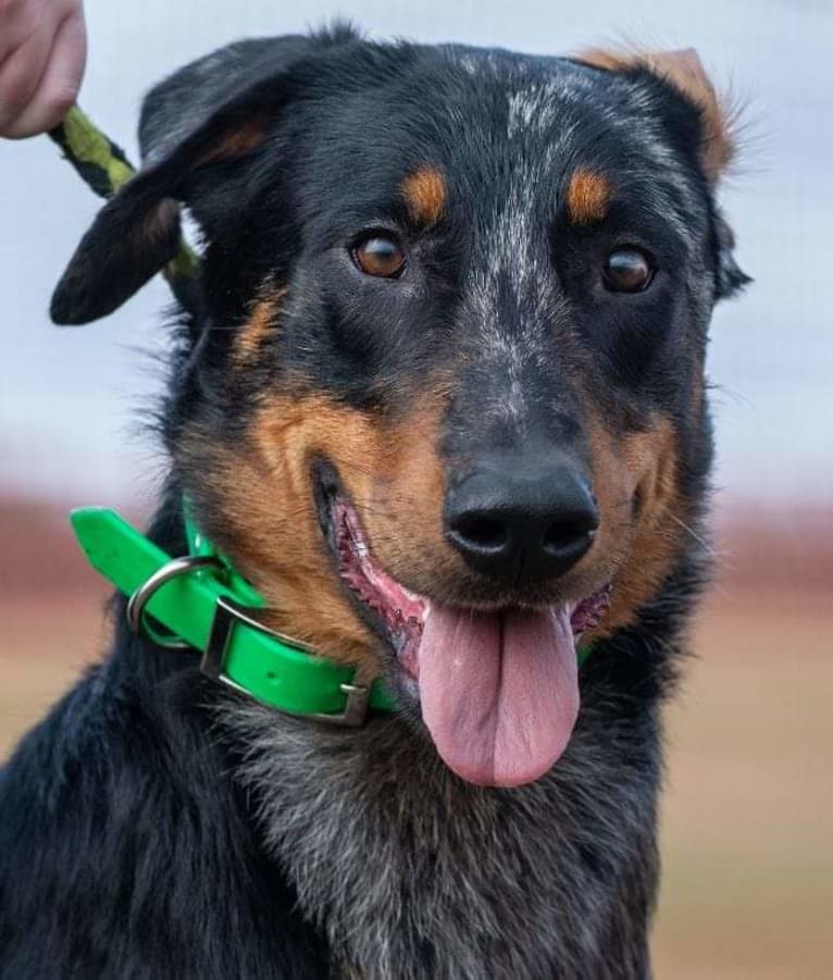 Nosferatu Argente du Mont des Croisettes, a Beauceron tested with EmbarkVet.com