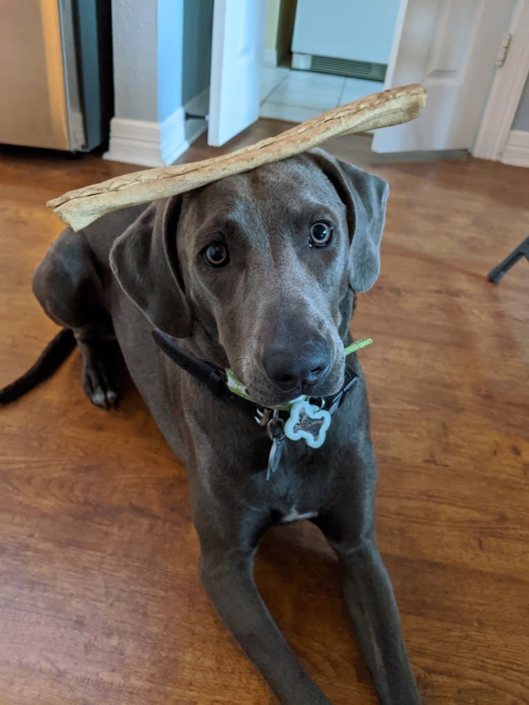 Bandit, a Blue Lacy tested with EmbarkVet.com