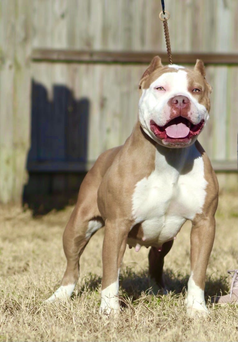 Zira, an American Bully tested with EmbarkVet.com