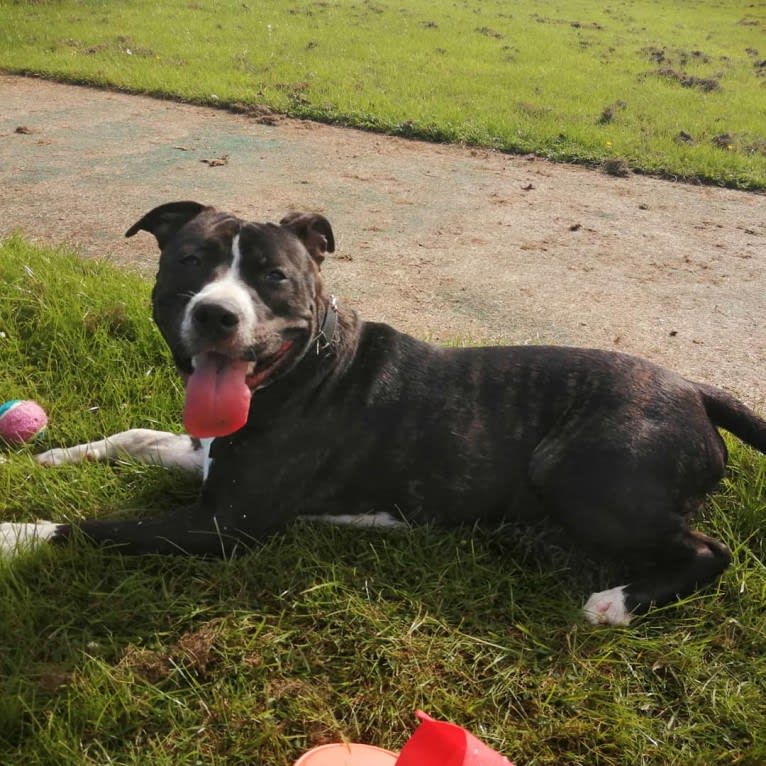 Loki, a Staffordshire Bull Terrier and American Pit Bull Terrier mix tested with EmbarkVet.com