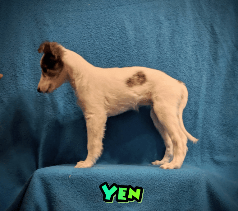 Yen, a Silken Windhound tested with EmbarkVet.com