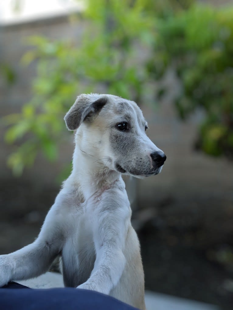 Juno, a Labrador Retriever and Siberian Husky mix tested with EmbarkVet.com