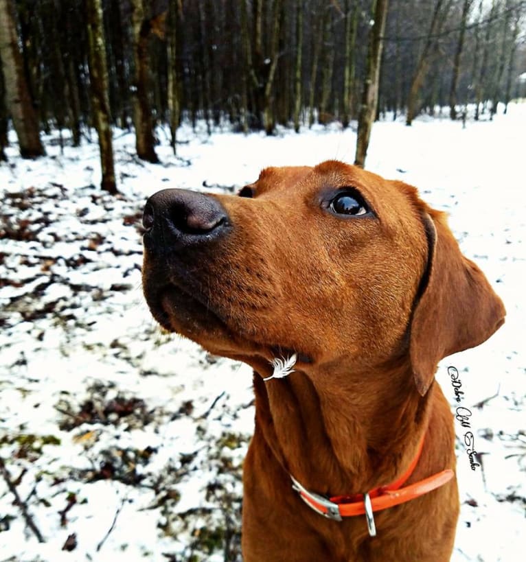 Aries, a Labrador Retriever tested with EmbarkVet.com