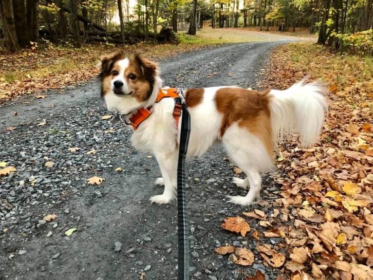 Cooper, an Australian Cattle Dog and Shih Tzu mix tested with EmbarkVet.com