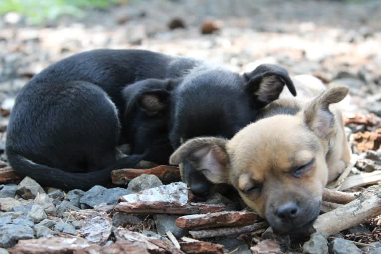 Moose, a Chihuahua and Miniature Pinscher mix tested with EmbarkVet.com